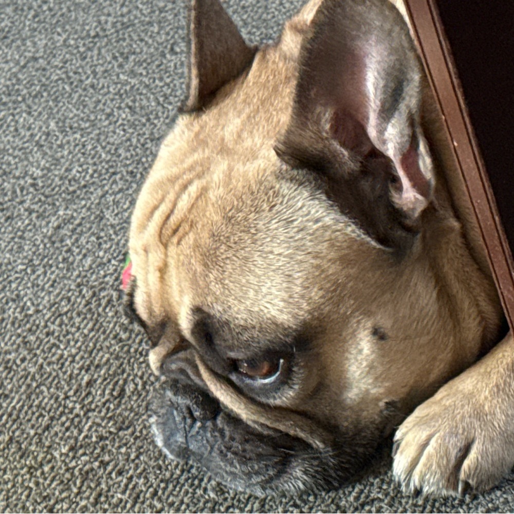 This is a very sad puppy!